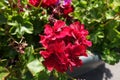 Close shot of red flowers of ivy-leaved pelargonium in mid July Royalty Free Stock Photo