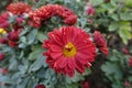 Close shot of red and yellow flower of Chrysanthemum in October Royalty Free Stock Photo