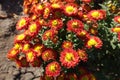 Close shot of red and yellow flowers of Chrysanthemum in October Royalty Free Stock Photo