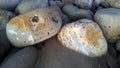 Close shot of rocks on the beach in Santa Barbara, California Royalty Free Stock Photo