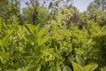 A close shot of Sakaki (Cleyera japonica).