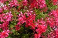 Close shot of salmon pink flowers of ivy-leaved pelargonium Royalty Free Stock Photo