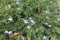 Close shot of small blue flowers of Veronica armena in July Royalty Free Stock Photo