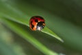 close shot of the Small Transverse Ladybird Beetle. Royalty Free Stock Photo