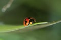 close shot of the Small Transverse Ladybird Beetle. Royalty Free Stock Photo