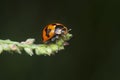 close shot of the Small Transverse Ladybird Beetle. Royalty Free Stock Photo