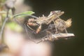 Close shot of the Spined Assassin Bug