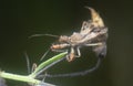 Close shot of the Spined Assassin Bug