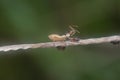 close shot of spined assassin bug