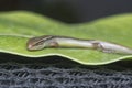 close shot of Subdoluseps bowringii lizard. Royalty Free Stock Photo