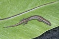 close shot of Subdoluseps bowringii lizard. Royalty Free Stock Photo