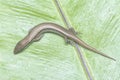 close shot of Subdoluseps bowringii lizard. Royalty Free Stock Photo