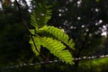 Close shot of tamarind green leaves on backlight in park Royalty Free Stock Photo