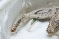 Close shot of the Tinea Pellionella larvae