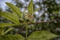 close shot of the tiny aegle marmelos correa flowering bud. Royalty Free Stock Photo