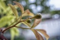 close shot of the tiny aegle marmelos correa flowering bud. Royalty Free Stock Photo