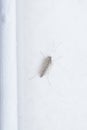 close shot of the tiny chironomus midge. Royalty Free Stock Photo