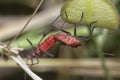 Close shot of the tiny leptocoris augur mating. Royalty Free Stock Photo