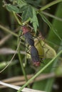 Close shot of the tiny leptocoris augur mating. Royalty Free Stock Photo