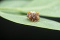 close shot of tiny orange-colored bird dung spider.