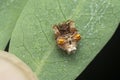 close shot of tiny orange-colored bird dung spider.