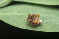 close shot of tiny orange-colored bird dung spider.