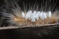 Close shot of the Tussock Moth Caterpillar carrying Parasitoid Pupae