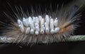 Close shot of the Tussock Moth Caterpillar carrying Parasitoid Pupae Royalty Free Stock Photo