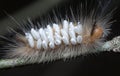 Close shot of the Tussock Moth Caterpillar carrying Parasitoid Pupae Royalty Free Stock Photo