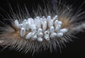 Close shot of the Tussock Moth Caterpillar carrying Parasitoid Pupae Royalty Free Stock Photo