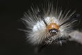 Close shot of the Tussock Moth Caterpillar carrying Parasitoid Pupae