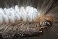 Close shot of the Tussock Moth Caterpillar carrying Parasitoid Pupae Royalty Free Stock Photo