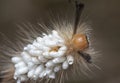 Close shot of the Tussock Moth Caterpillar carrying Parasitoid Pupae Royalty Free Stock Photo