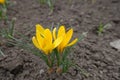 Close shot of 2 amber yellow flowers of crocuses in March Royalty Free Stock Photo
