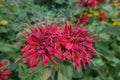 Close shot of two red flowers of monarda in mid August