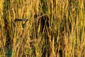 Close shot of two Peacocks feeding on rice seeds