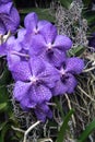 Close shot of Vanda coerulea - hawaiian blue orchid