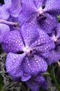 Close shot of Vanda coerulea - hawaiian blue orchid