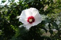 Close shot of  white crimsoneyed flower of Hibiscus syriacus in August Royalty Free Stock Photo