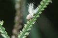 close shot of the white Flatid planthopper nymph Royalty Free Stock Photo