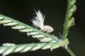 close shot of the white Flatid planthopper nymph Royalty Free Stock Photo