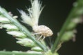 close shot of the white Flatid planthopper nymph Royalty Free Stock Photo