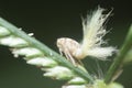 close shot of the white Flatid planthopper nymph Royalty Free Stock Photo
