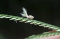 close shot of the white Flatid planthopper nymph Royalty Free Stock Photo