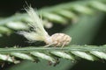 close shot of the white Flatid planthopper nymph Royalty Free Stock Photo