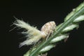 close shot of the white Flatid planthopper nymph Royalty Free Stock Photo