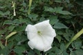 Close shot of white flower of Datura innoxia Royalty Free Stock Photo