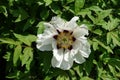 Close shot of white flower of tree peony in mid May Royalty Free Stock Photo