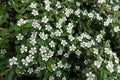 Close shot of white flowers of Cotoneaster horizontalis Royalty Free Stock Photo