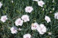 Close shot of white flowers of garden pink Royalty Free Stock Photo